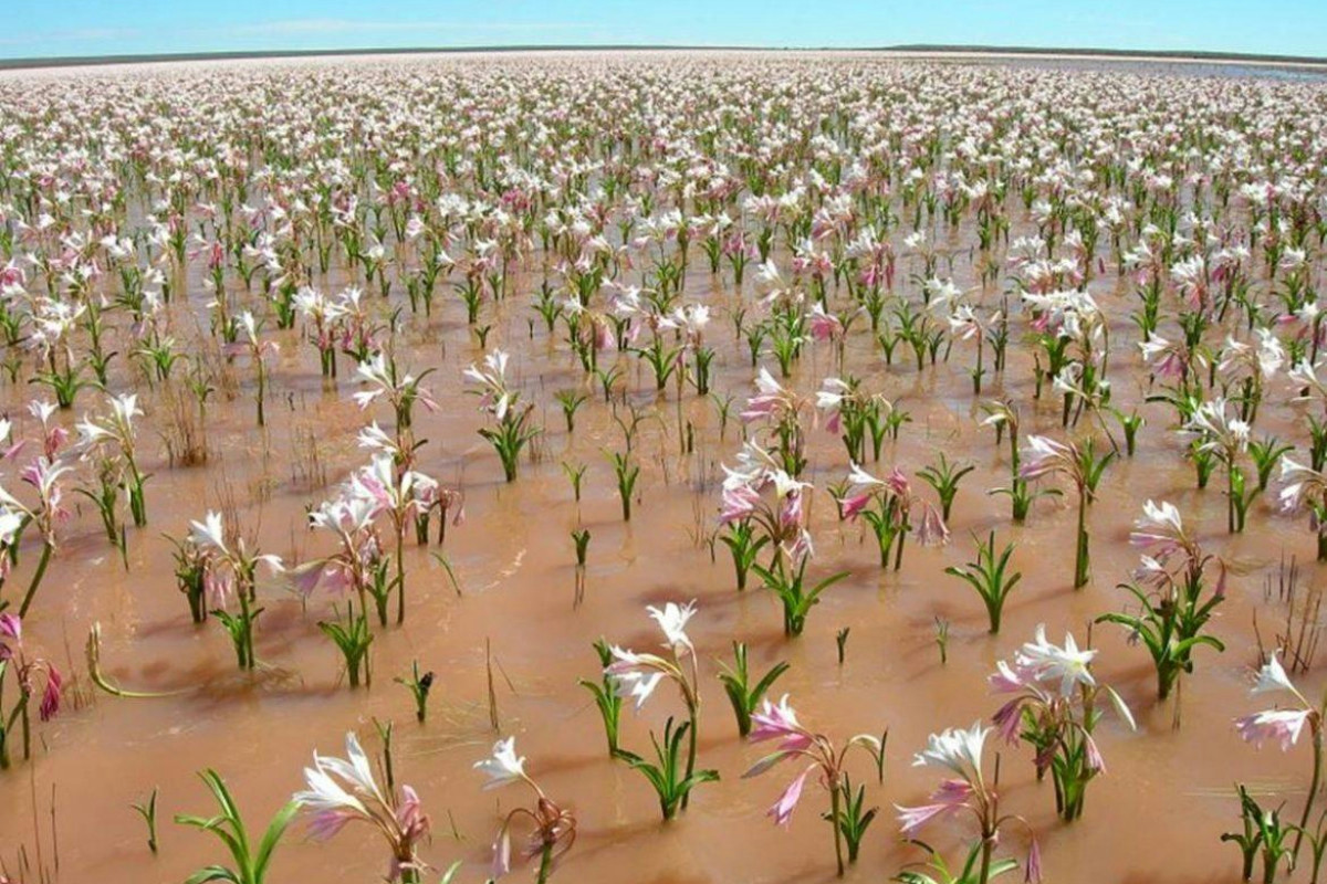 Il Sahara verso una nuova era: gli scienziati prevedono piogge record e paesaggi verdi